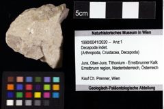 Foto (Objket + Etiketten) von Decapoda indet. 